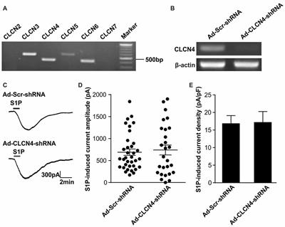 Identification of Chloride Channels CLCN3 and CLCN5 Mediating the Excitatory Cl− Currents Activated by Sphingosine-1-Phosphate in Sensory Neurons